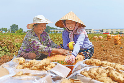 土豆变“金豆”  家门口增收