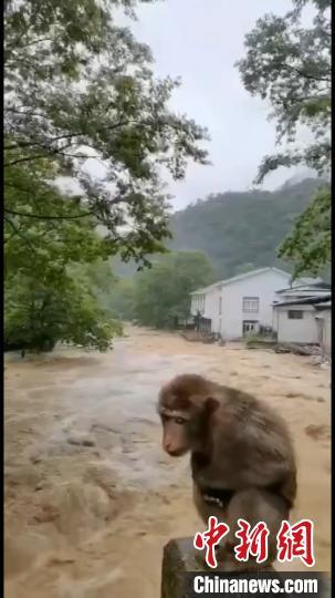 武夷山暴雨致景区暂时封闭 受惊猴子成“网红”