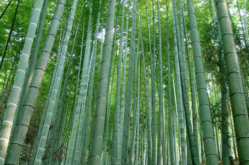 上半年四川实现竹业产值276亿元、花卉产值94亿元