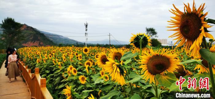 甘肃临夏黄土坡“向阳花开” 葵花成贫困户致富“宝典”