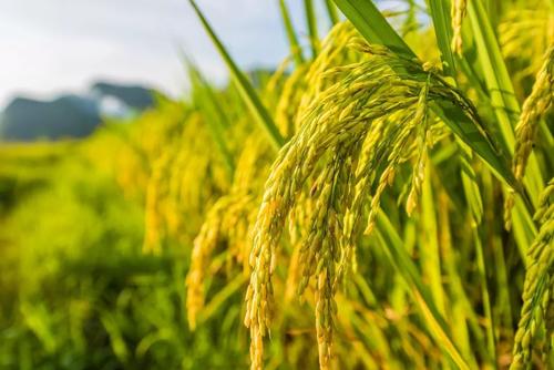 双季稻亩产3000斤实现 第三代杂交水稻晚稻亩产911.7公斤