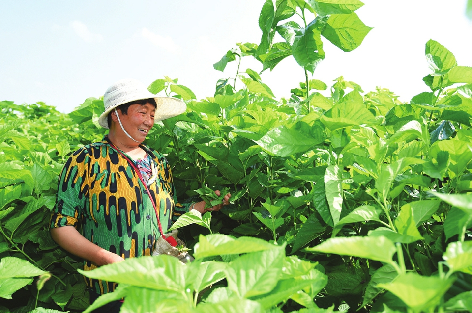 山西药茶灼灼其华