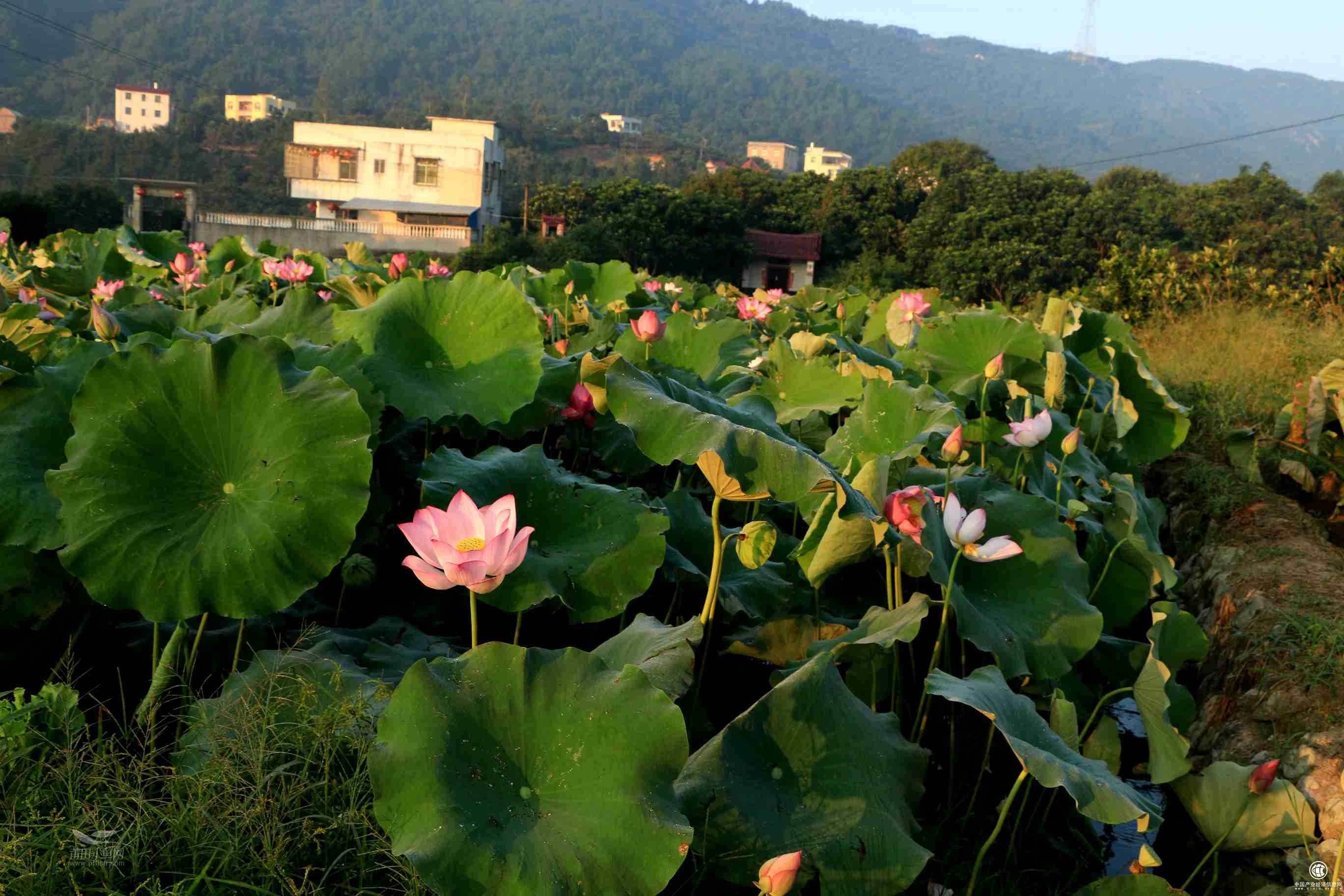 广西贺州市：整合资源盘活乡村旅游产业