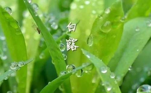 白露节气到！为何要饮“白露茶”、吃龙眼？