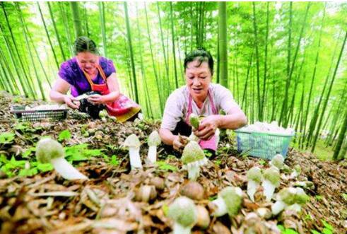 前三季度，山西省林特产品馆销量居全国第一