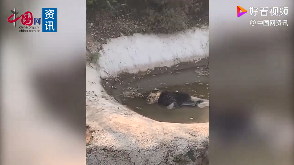 邯郸动物园猴子住绿藻污水池