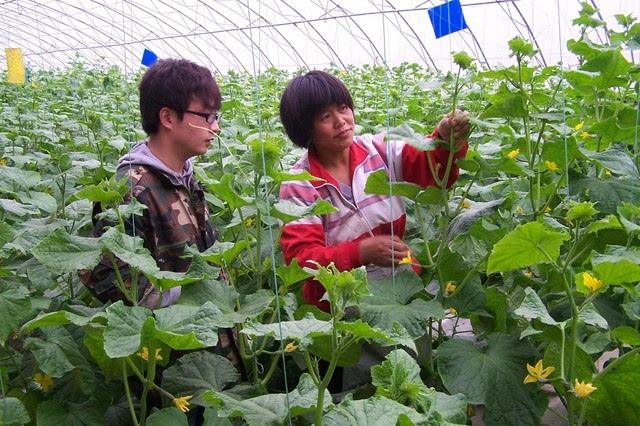 黑龙江发布农民科学素质提升计划 实施4个专项行动