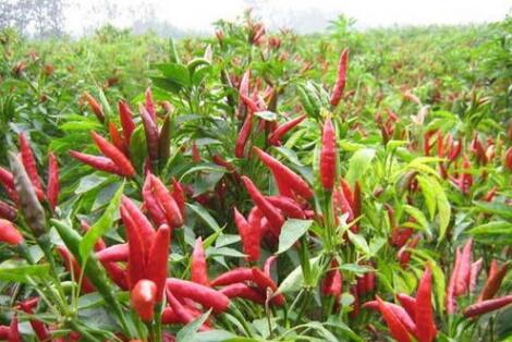 贵州：五大举措推进辣椒产业绿色高质量发展