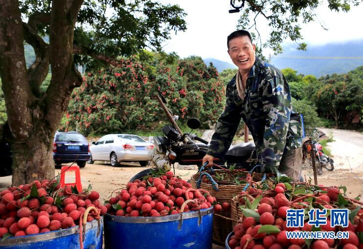 广东制定三年行动计划 擦亮荔枝产业“金字招牌”