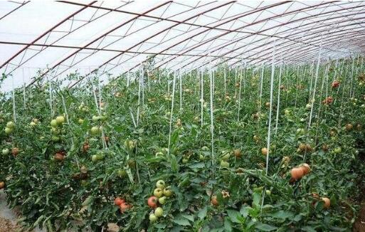 湖南发布2024年农业主导品种和主推技术