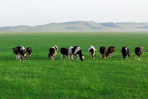 内蒙古绘就草产业发展新蓝图