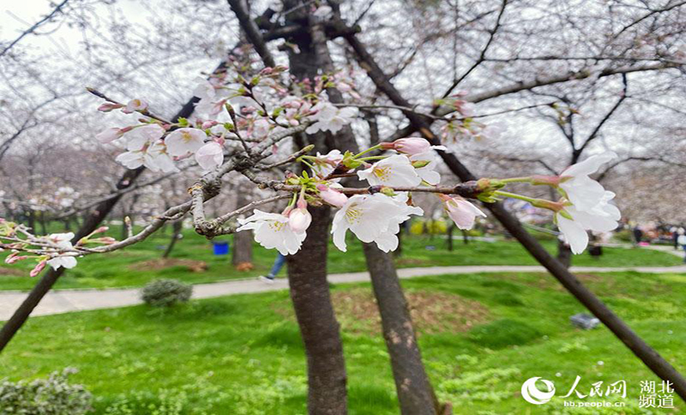 湖北发布春季十大赏花线路 援鄂医护代表来赴约