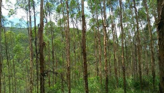 黑龙江出台实施方案 深化集体林权制度改革
