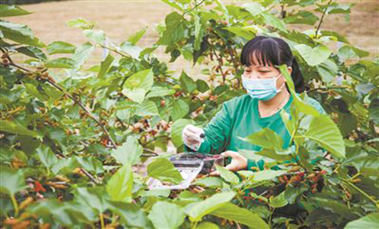 广州新技术让桑叶成为盘中菜杯中茶