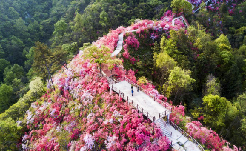 岳西天峡第四届杜鹃花旅游文化节开幕