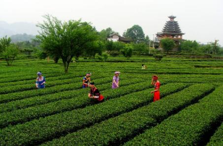 茶产业产销两旺助力乡村振兴