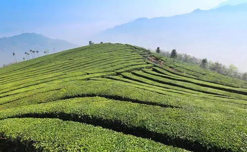 湖北借势发力，在全国叫响湖北名茶品牌