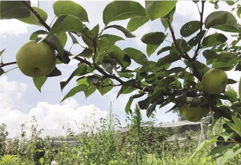 重庆万州生态农业初见成效 经济迈向高质量发展