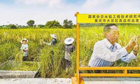 重庆巨型稻首次收割测产亩产近500公斤