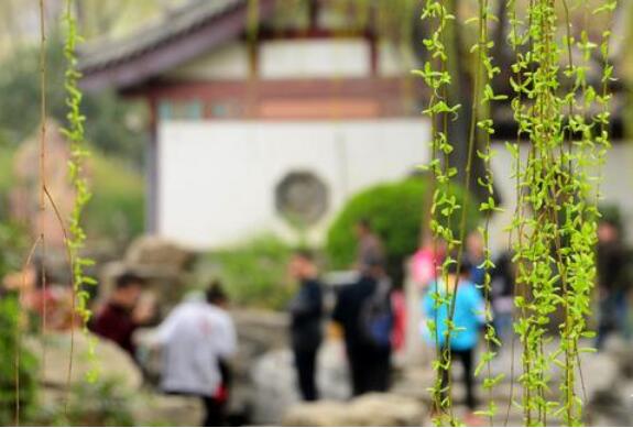 清明节假期：民宿露营受关注本地游成主流