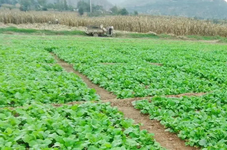 各地加强田间管理 确保冬油菜安全越冬