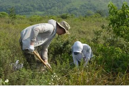 成果丰硕 第四次全国中药资源普查发现163个新物种