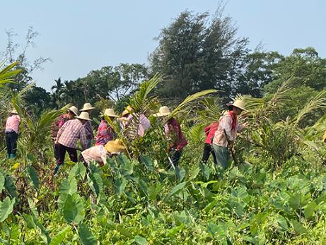 农业农村部组织集中灭除重大危害外来入侵物种