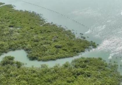 守护海洋家园 我国海洋生物多样性显著提高 生态环境状况稳中趋好