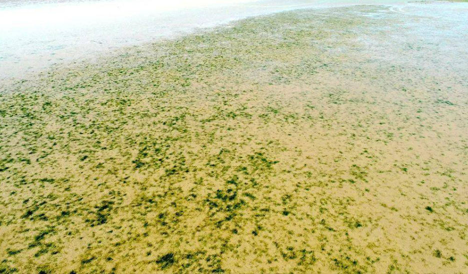 海草床严重退化！该如何守护海洋的“发际线”？