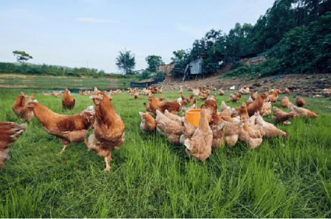 我国自主培育白羽肉鸡品种加快走向市场