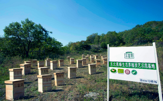 黑龙江饶河县：小黑蜂“酿”甜蜜大产业