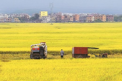 夏粮再获丰收 牢牢端稳手中“饭碗” 广西保持播种面积、单产、总产量“三增长”