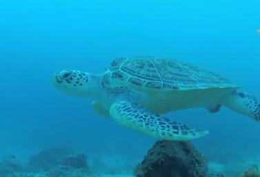 我国海洋生物多样性保护取得显著成效 部分珍稀物种频繁现身