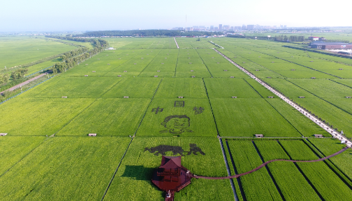 品牌建设引领产业振兴——哈尔滨县域经济发展一线观察