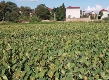 金秋时节结硕果 应季特色经济作物进入采收高峰期