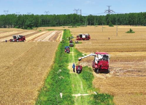 全省收购粮食约600亿斤 河南多措并举保障农民种粮收益