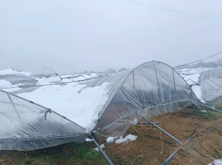 农业农村部对18个省份启动低温雨雪冰冻灾害Ⅳ级响应