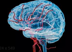 神经元调控大脑血流新路径揭示