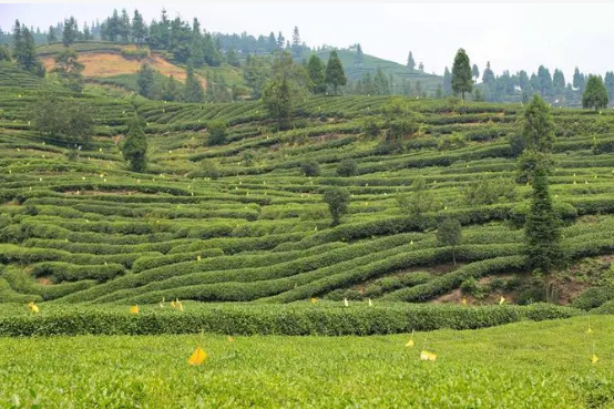 四川乐山：打造“峨眉山茶”特色产业名片