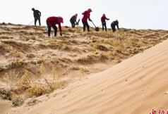 2024年内蒙古计划完成防沙治沙1500万亩以上