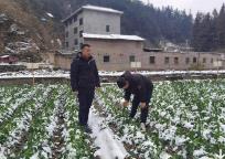 农业农村部派出工作组和科技小分队赴重点省份推动农业防范应对雨雪冰冻天气措施落实