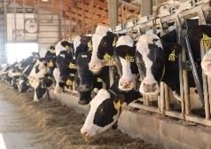黑龙江牛群终生产奶水平提高