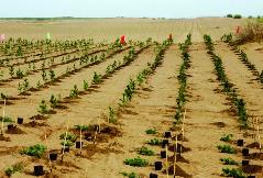 黑龙江省今年将造林100万亩 修复治理草原11万亩