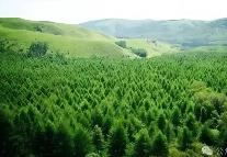 黑龙江重点国有林区大力发展林下产业 东北林区实现绿色经济转型
