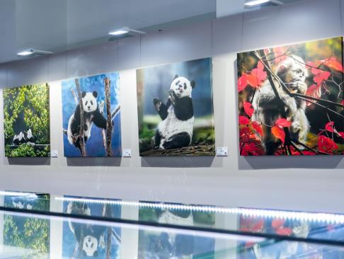 大熊猫国家公园自然教育计划“双宝溯源行动”正式启动