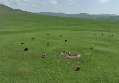 内蒙古全区9.7亿亩草原将实行休牧