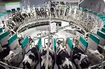 2024年新疆奶产量力争增长6.5%