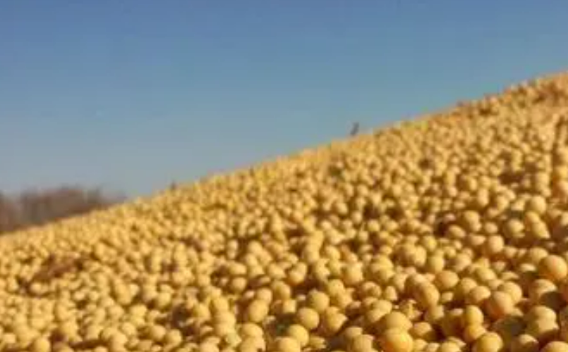 黑龙江黑河：大豆如何变“金豆”