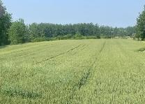 农业农村部相关司局负责人回应网传小麦青贮问题