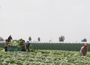 4月份“菜篮子”价格季节性下降 主产区蔬菜上市正当时